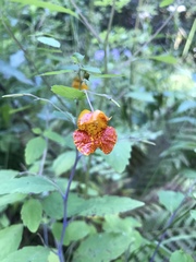 Impatiens capensis
