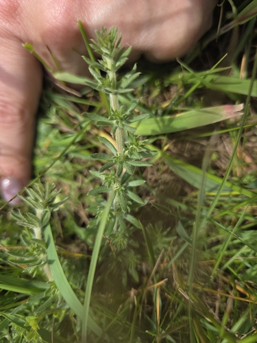 Spreading Bedstraw