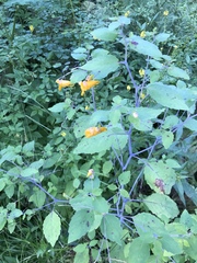 Impatiens capensis