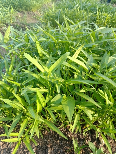 Ipomoea aquatica