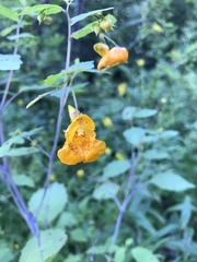 Impatiens capensis