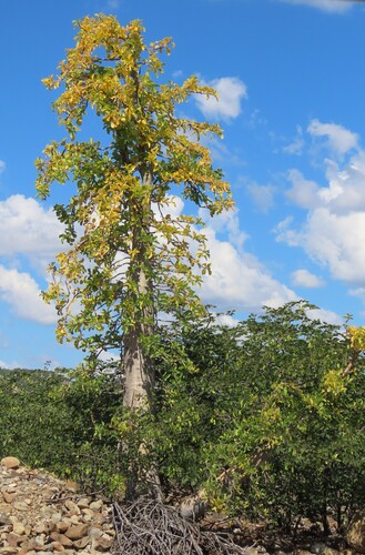 Pachypodium lealii