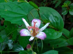 Tricyrtis lasiocarpa