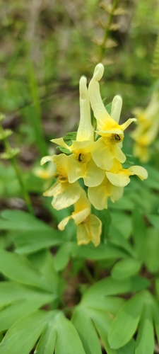 Large-bracted corydalis
