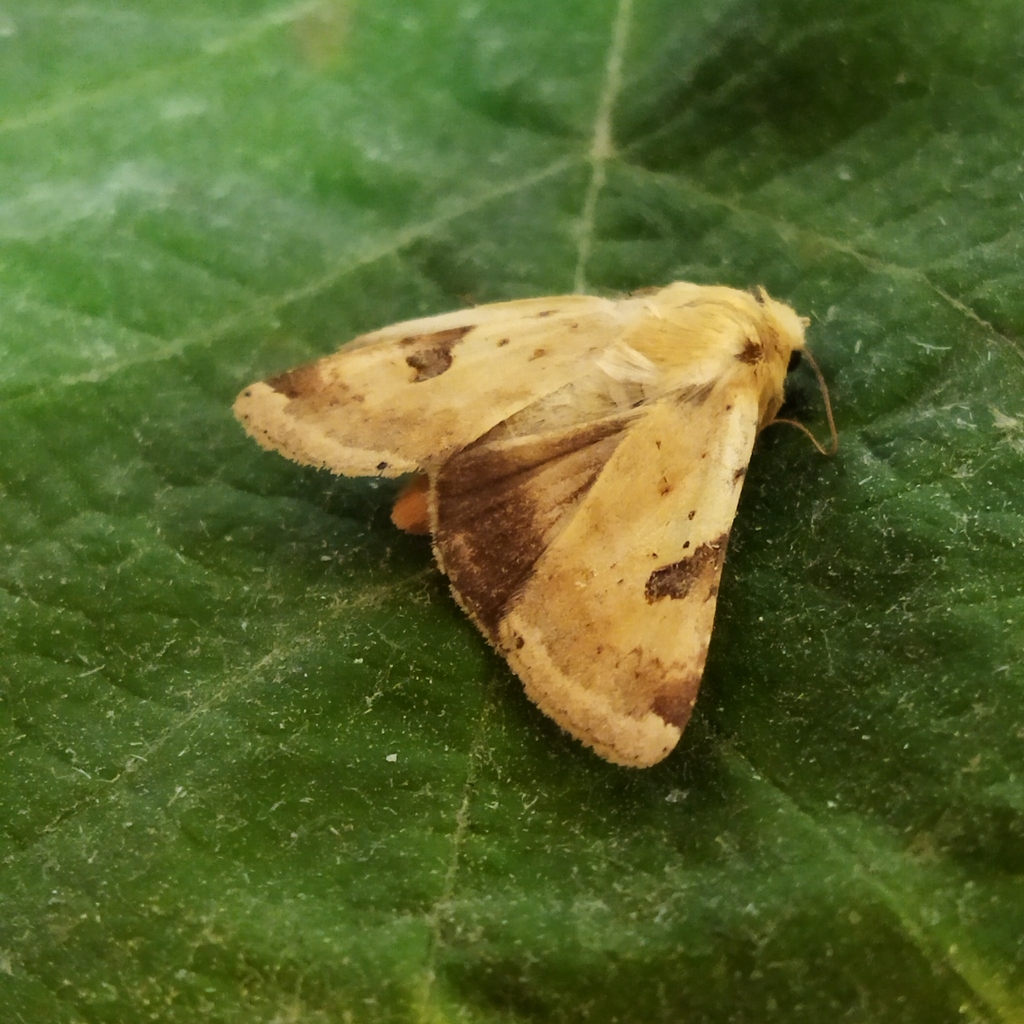 The Bordered Straw