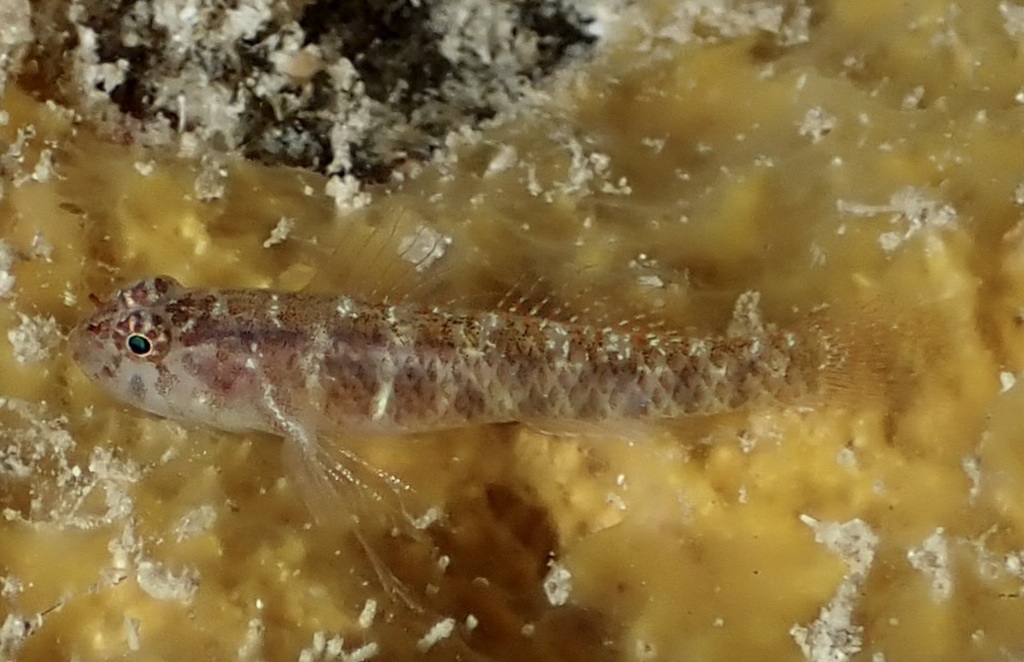 Laterite Dwarfgoby