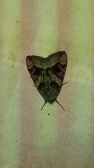 Catocala badia coelebs