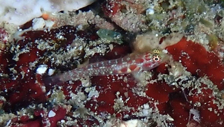 Black-spotted Pygmy-goby