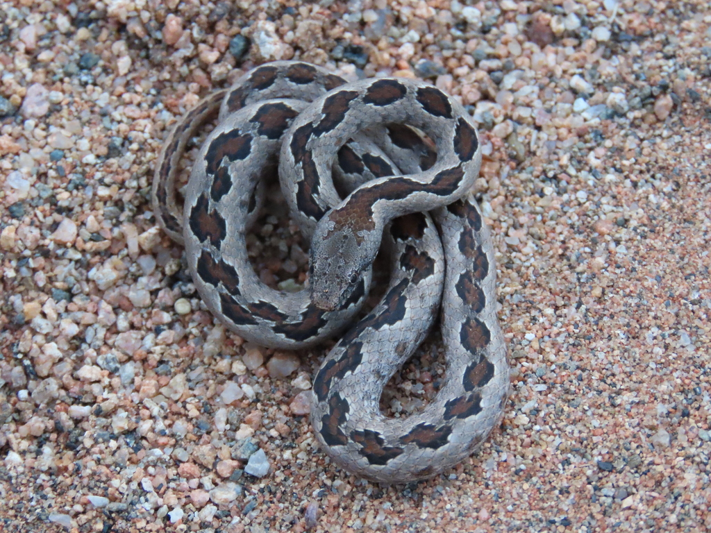 Western Bark Snake