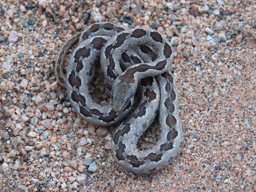 Viperine Rock Snake, Hemirhagerrhis viperina