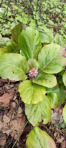 Bergenia crassifolia