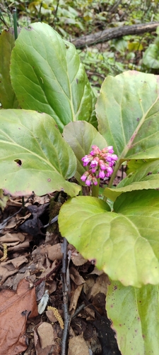 Bergenia crassifolia