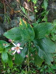 Tricyrtis lasiocarpa