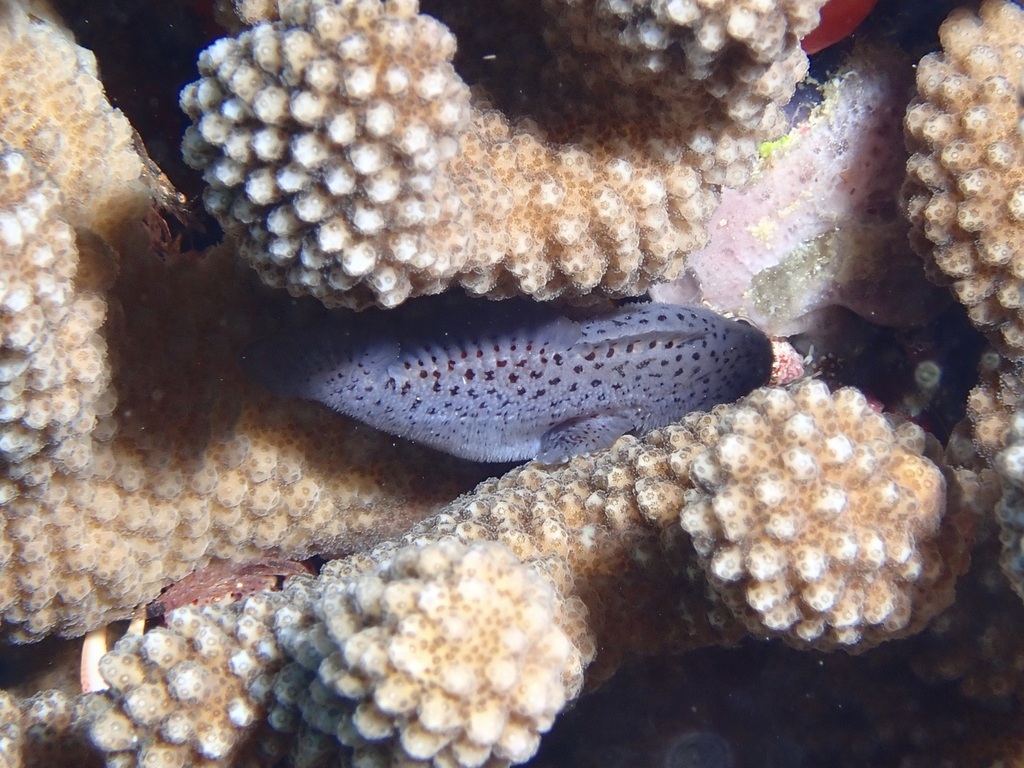 Spotted coral croucher