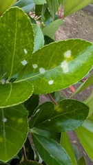 Erysiphe euonymicola