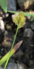 Carex athrostachya