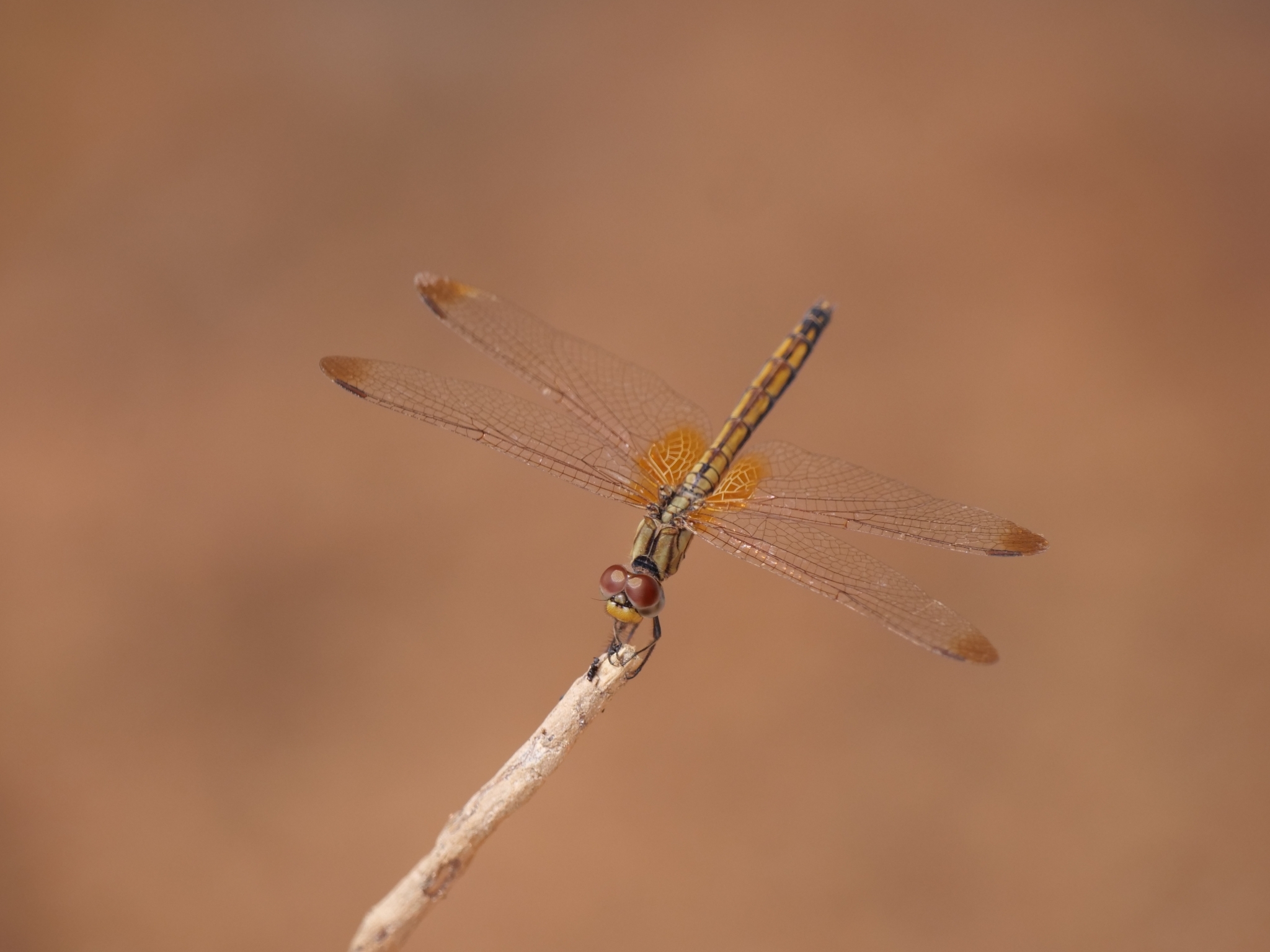 Crimson Marsh Glider
