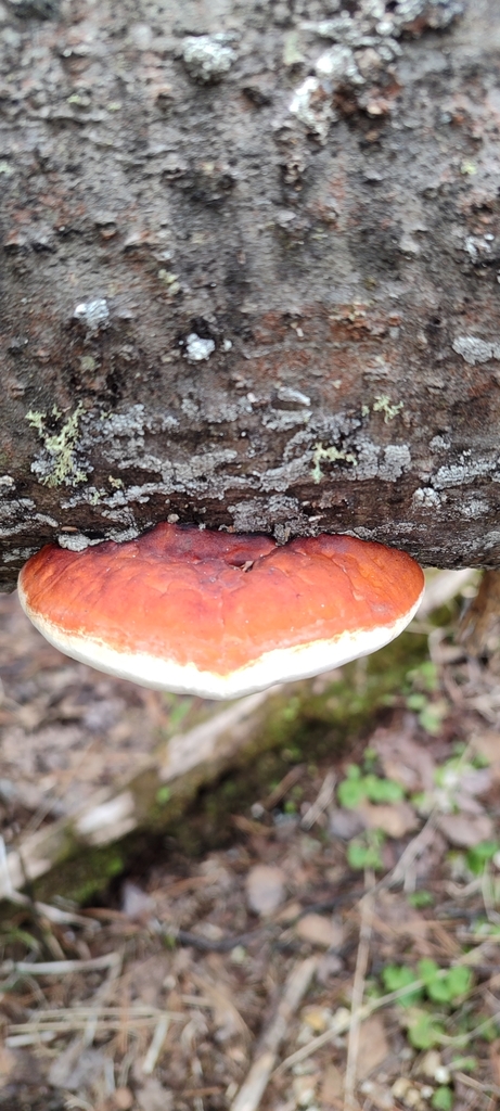 Fomitopsis pinicola · May 2025 · photo: © prelovskiivladimir (iNaturalist, cc0)