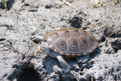 Malaclemys terrapin centrata