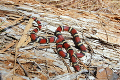 Lampropeltis elapsoides