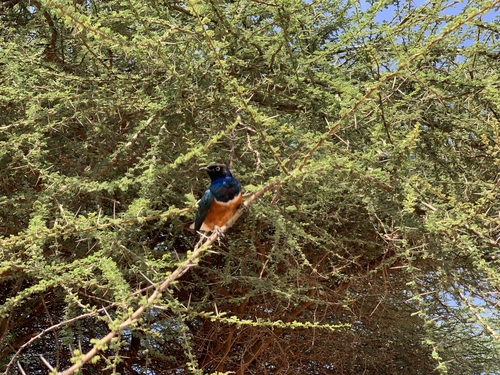 Superb Starling
