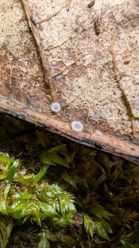 Pyrenopeziza protrusa