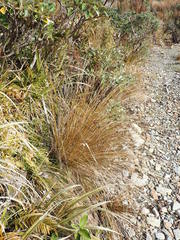 Chionochloa rubra