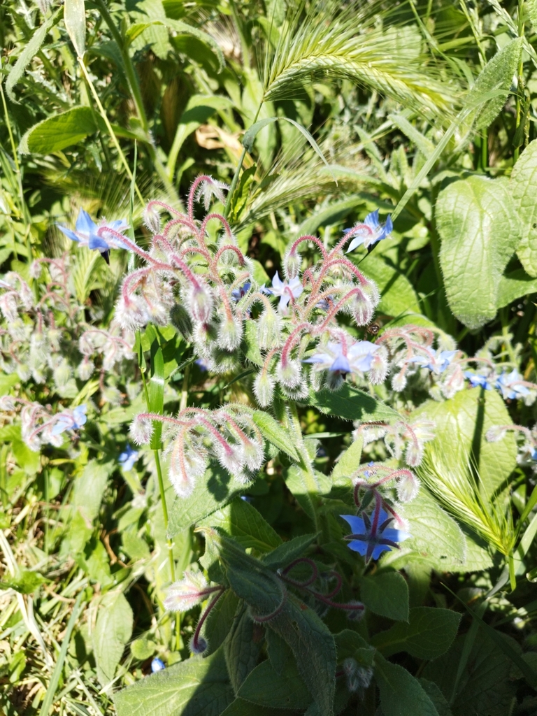 Borago officinalis