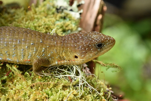 Barisia ciliaris