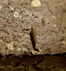 Chlorotettix necopinus