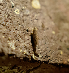 Chlorotettix necopinus