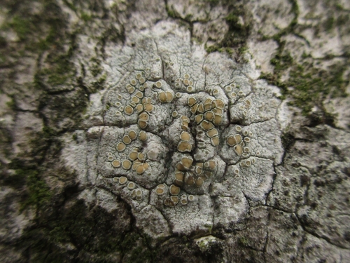 Lecanora
