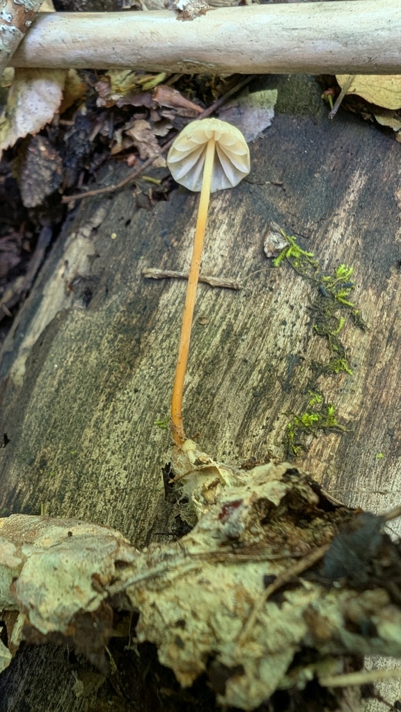 Marasmius purpureostriatus · May 2025 · photo: © atsushi_nakajima_cirque (iNaturalist, cc-by)