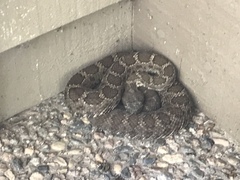 Crotalus cerberus
