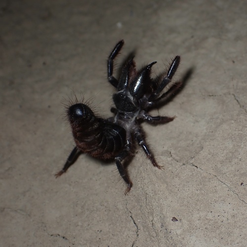 Rhagodorta zorab photo 3