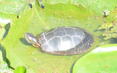 Chrysemys picta