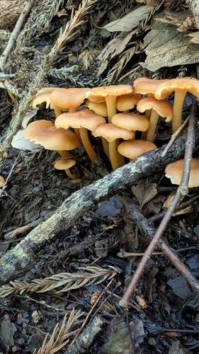 Gymnopus subsulphureus