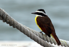 Pitangus sulphuratus