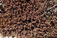 Lepidothamnus laxifolius