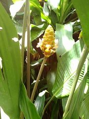 Goeppertia marantifolia