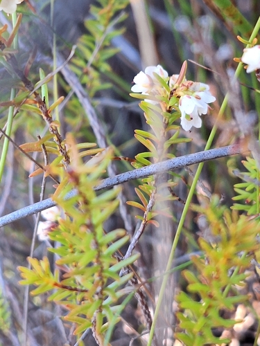 Honey Heath (Erica curvirostris)