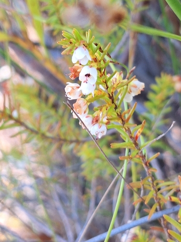 Erica curvirostris, photograph 6