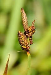 Carex scopulorum