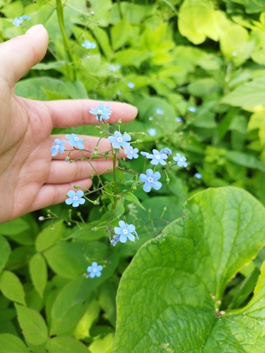 Brunnera sibirica