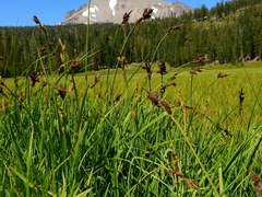 Carex helleri