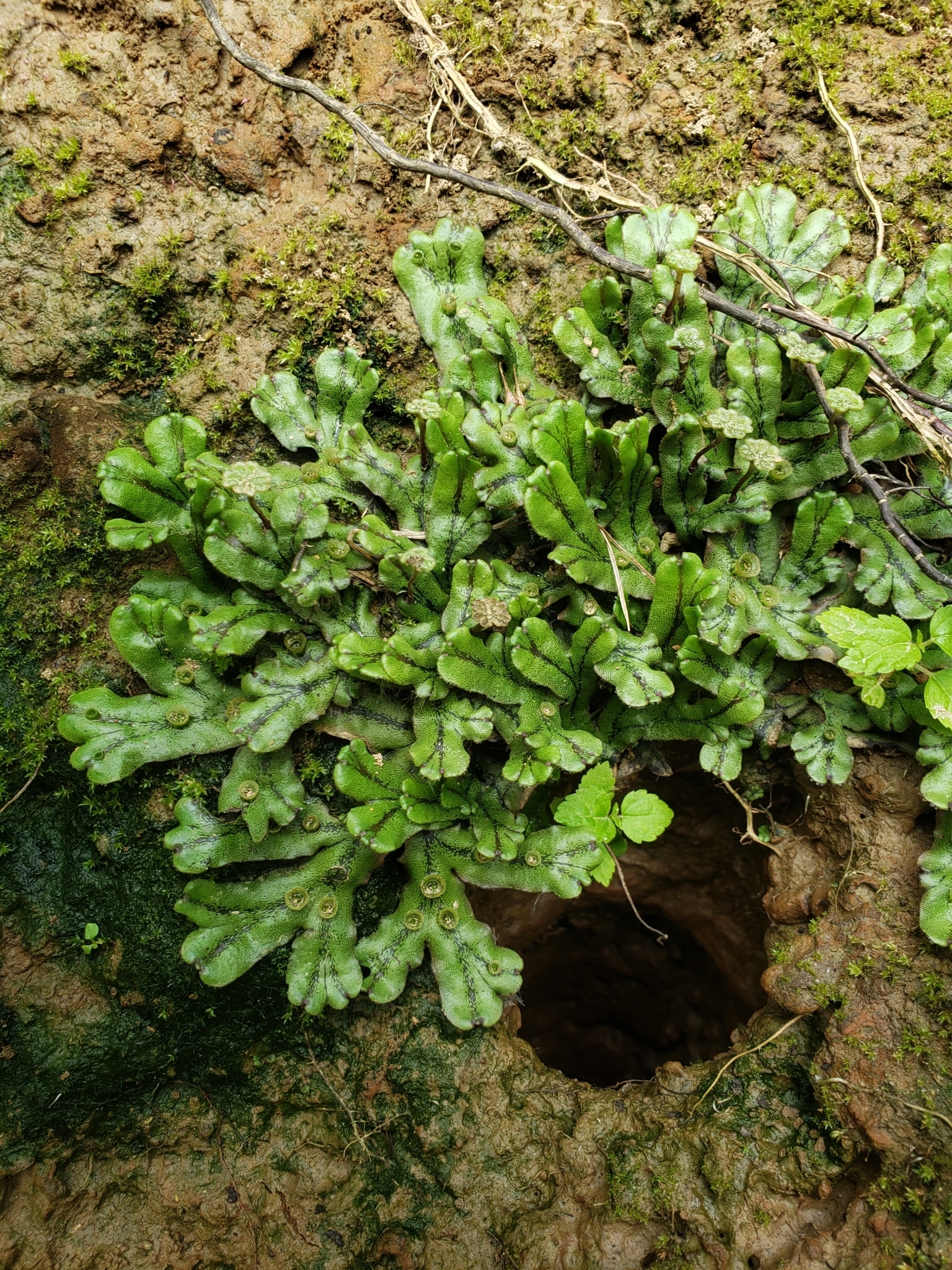 Marchantia polymorpha ssp. polymorpha
