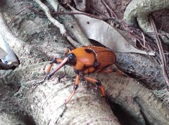 Cyrtotrachelus thompsoni