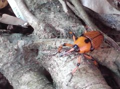 Cyrtotrachelus thompsoni