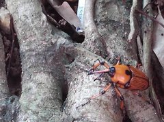 Cyrtotrachelus thompsoni