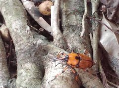 Cyrtotrachelus thompsoni